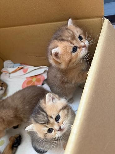 şınşılla: Britan — 3