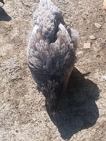 sort toyuqlar: Boz rəng çalarında, lələkləri sıx və parlaq olan toyuq. Gövdə iri — 2