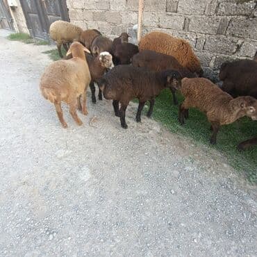 Salam hervaxdız xeyir saxlamlıq quzularm cxdı satqa isdiyen elaqe — 17