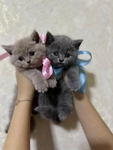 İtlər: Britan — 3