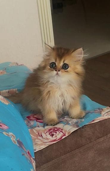 Золотая шиншилла, Самец, В добрые руки