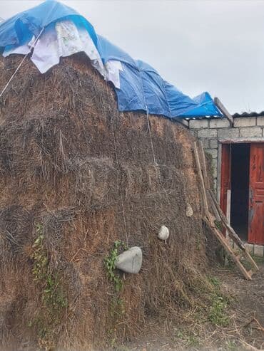 quru çörək: Quru ot (saman) topası Məhsul təsviri: - Quru ot balyaları yığılıb — 2