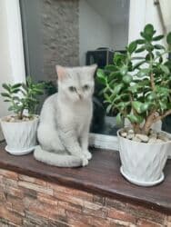 Gəmiricilər: Şinşilla, Dişi — 4