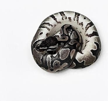 domuz: Мы стремимся соответствовать как минимум уровню российского рынка — 5