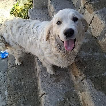 Retriever, 1 il, Erkek, Peyvəndli