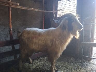 Erkək, il: 1, 50 kq, Damazlıq, Ünvandan götürmə