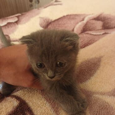 gencede heyvanlar: Şotland yastı qulaq — 1