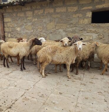 15 Qoyun satlır boğaz iri qoyunduıar lalafo.az -da 15 Qoyun satlır boğaz iri qoyunduıar