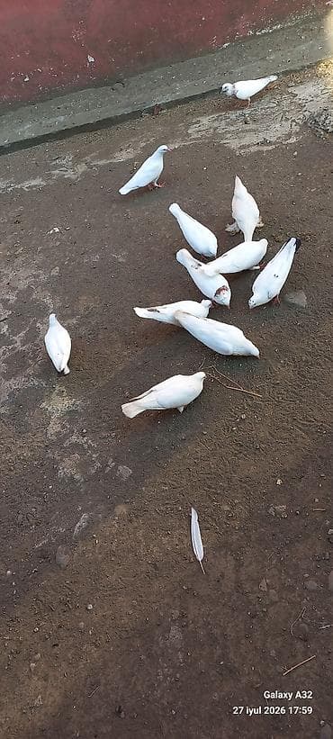 Unvan Lənkəran.Bakıya 20yanvara və bəzi rayonlara çatdırılma