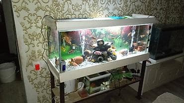 Dördbucaq akvarium, Boş, 260 l