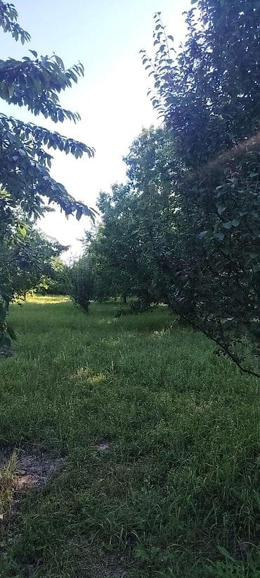 bezek bitkileri: Tecili satılır 15 illik gilas bağı 10 sot plan Xaçmaz Rayon ağatla — 4