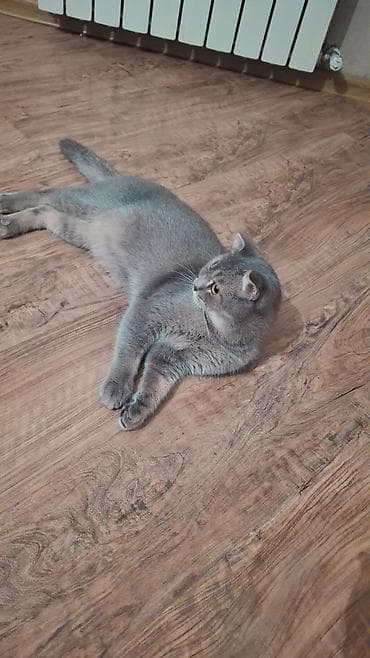 heyvan at: Britan — 4