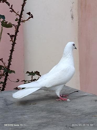 quşlar göyərçin: Tutulma mayadi çox yaxşı heyvandi sadəcə çox quş saxlamıram — 5