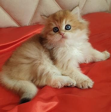 pişik sudu: Erkək, Ünvandan götürmə — 6