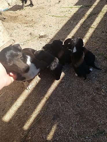 xacmaz heyvan bazari: Zvanok it balaları — 7