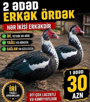 kuban ordəyi: Məhsul: 2 ədəd erkək ördək (hər ikisi erkək) Xüsusiyyətlər: - İri — 1