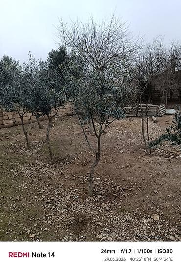 suni ağac: Zeytun ağacları. - Şəkillərdə göründüyü kimi, müxtəlif hündürlük və — 3