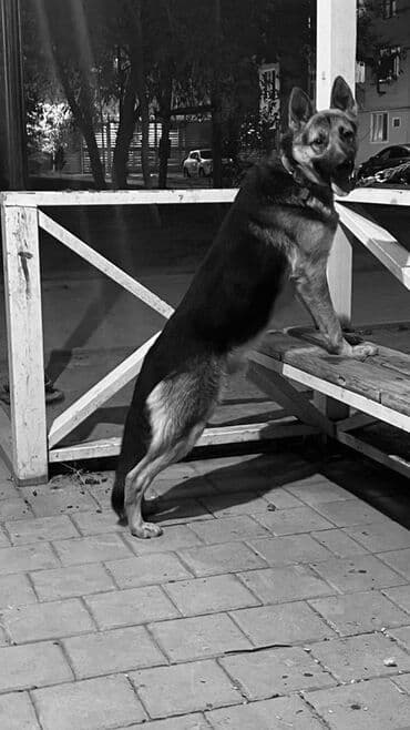 it alqı satqısı: Alman çoban iti, 11 ay, Erkek, Ünvandan götürmə — 1