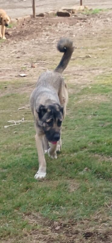 çoban iti satılır: 1 il, Dişi, Peyvəndli, Ödənişli çatdırılma — 5