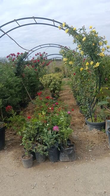 gubrə satışı: Torf gubreside satilir 300 den cox alsaz endirim veya catrlma olacaq — 7