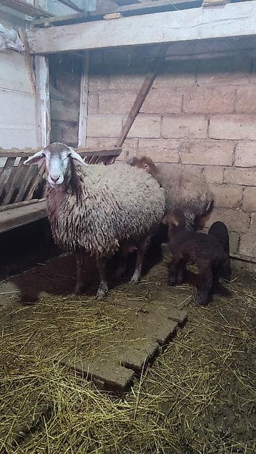 bala quzu: 6 ana qoyundu 5 ədədin yanında balası var. Biri birinci qarınadi — 4