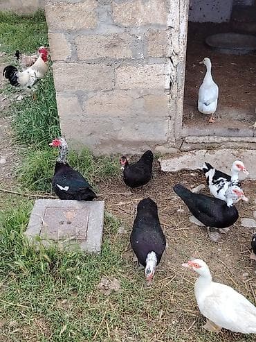 qara mal: Sort Heyvanlardı 1 illik heyvandi yumurtaliyilar biri 30 manat — 1