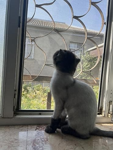 Şotland yastı qulaq lalafo.az -da Şotland yastı qulaq