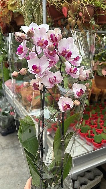enginar harda satilir: Orxideya cüt çubuq 40azn. Hədiyyəlik bağlama +hədiyyəlik paket əlavə — 7