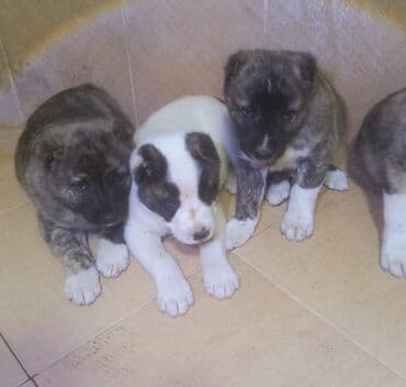 немецкий дог: Алабай — 5