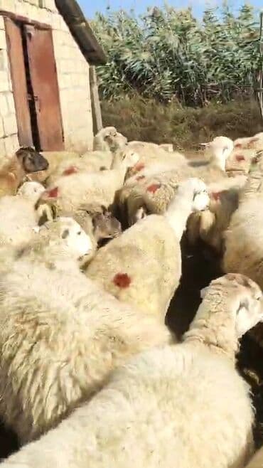 bakida cins ineklerin satisi: Dişi, il: 1, 50 kq, Damazlıq, Ünvandan götürmə — 2