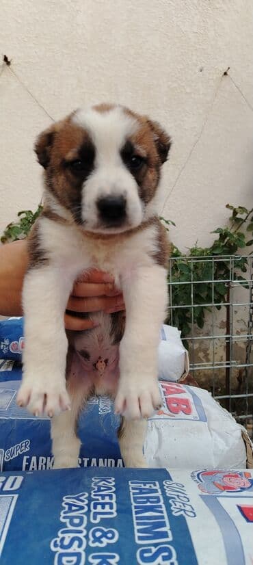 akita satilir: 1 ay, Erkek, Peyvəndli — 1