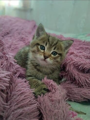 pişik cantası: Tabbi, Yaxşı əllərə — 2