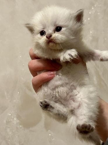 pişik tualet: Britan — 3