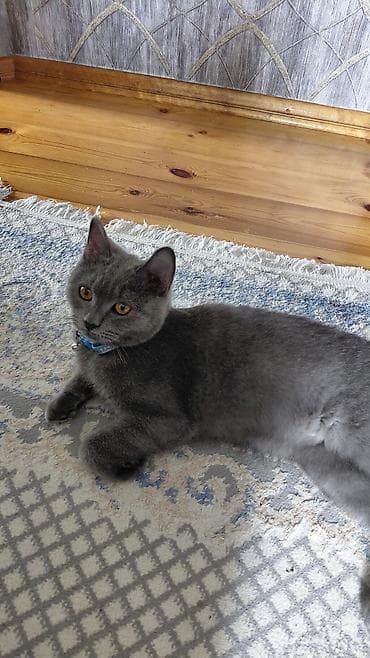 wotland pişiyi: Britan, Erkək, Yaxşı əllərə — 1