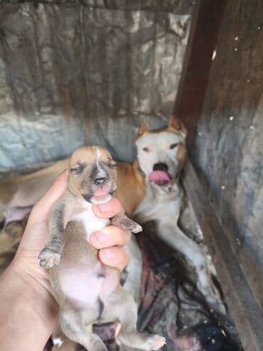 ayagi tuklu toyuqlar: Pitbul, 1 ay, Ünvandan götürmə, Rayonlara çatdırılma, Pulsuz çatdırılma — 8