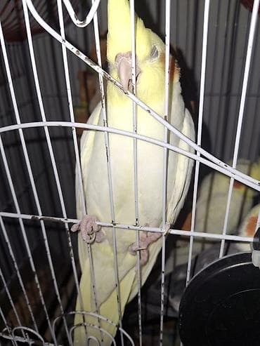 tutuquş: Nymph parakit (Cockatiel) – sarı rəng çalarında, başda uclu ç Crest — 1