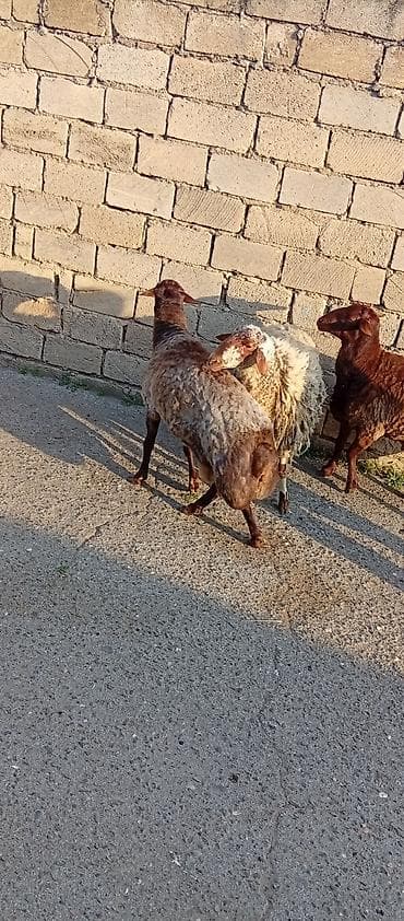 heyvan qirxan: Qoyunlar – 3 baş - Növ: yerli ət‑yunu istiqamətli qoyunlar - Rənglər — 3