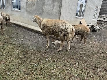hind qusu daqestan sortu: Özünə damazlıq heyvan axtaranlar elaqe saxlasın qiymet 4ünə aiddir — 1