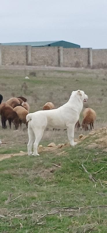 biq 6: Alabay, 6 ay, Dişi, Cütləşmə üçün, Ödənişli çatdırılma — 3