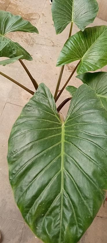 ucuz gül: Böyük dekorativ yarpaqlı otaq bitkisi – Alocasia/Fil qulağı tam — 2