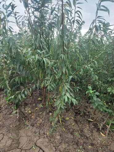 tecili generator satiram: Məhsul: Badam tingləri (yüksək məhsuldar intensiv sortlar) Təsvir: - — 2