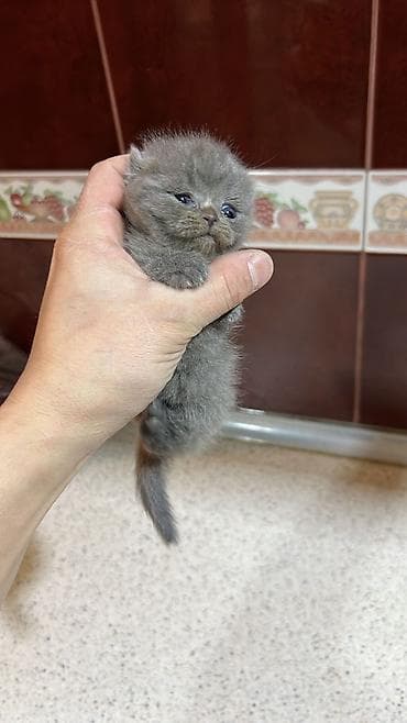 golden pişik: Britan, Erkək, Dişi, Yaxşı əllərə, Ünvandan götürmə, Pulsuz çatdırılma, Ödənişli çatdırılma — 3