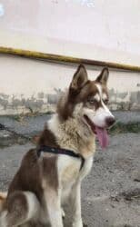 xaski it adlari: Xaski, 2 il, Erkek, Peyvəndli, Ünvandan götürmə — 1