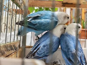 ev quslari: Salam yeni dənə düşən Fişler balalar satılır.3 aylıqılar. Türkyədən — 4