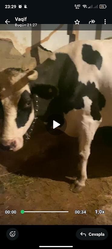 Holşteyn növündə inək 26 litir süd sagilirdı vogazdı hal hazırda . 1