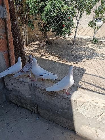 quş şekilleri: İki cüt quşdu normal uçan cavan quşlardı. Əlavə sözü olan zəng edə və — 4