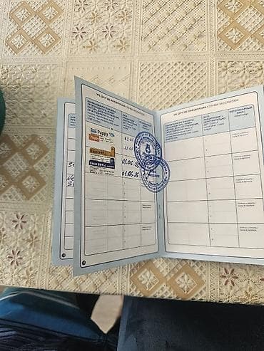 doberman satisi: Ariqinal maltes 3ayliq. pasport var . pevend demanlari hamisi olunub — 1