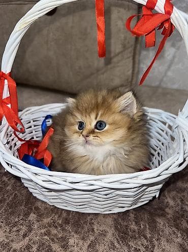 pişik tualet: Golden chinchilla longhair ny 11 erkek — 3