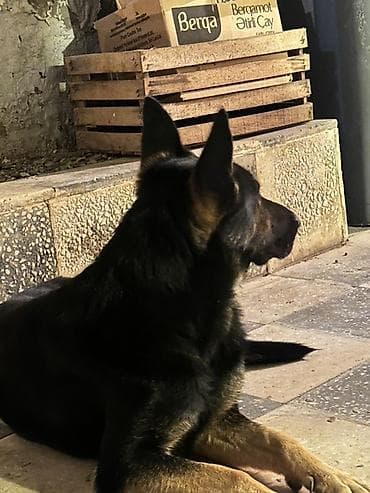 Alman çoban iti, 4 ay, Dişi, Peyvəndli
