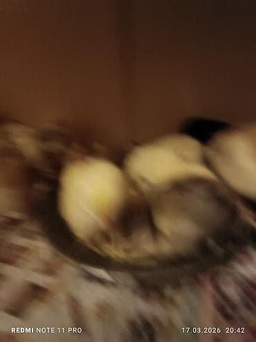 brama toyuqları: Куриные цыплята, Для мяса, Самовывоз — 6